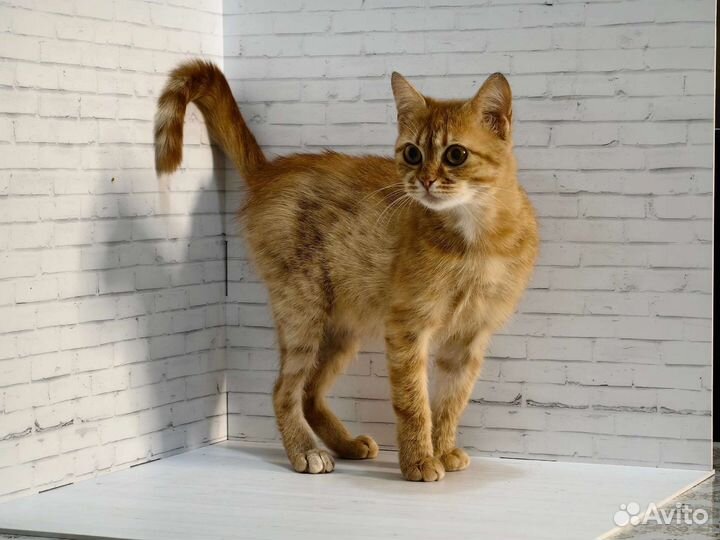 Молодая кошечка