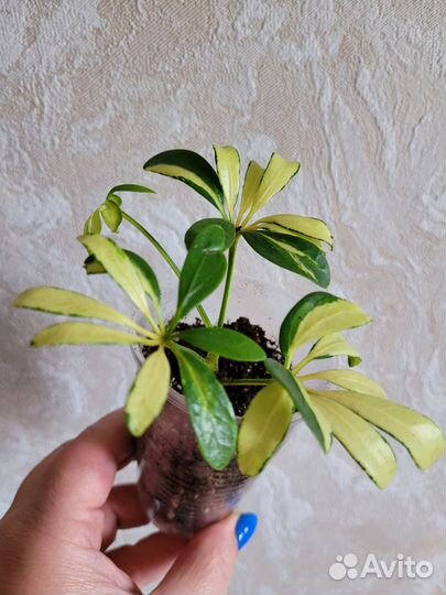 Шеффлера Мадам де Смет