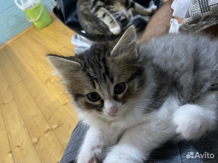 Котёнок девочка