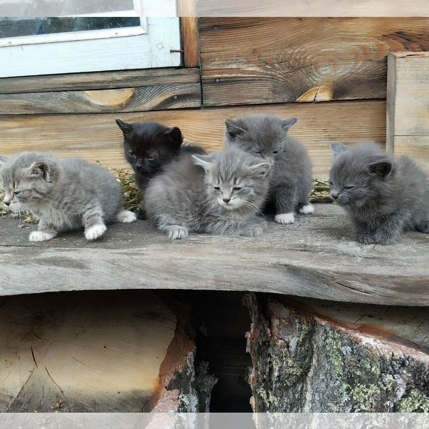 Котята в добрые руки бесплатно