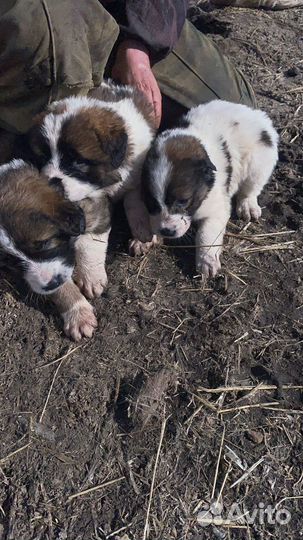 Московская сторожевая