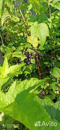 Черная смородина ягода свежая