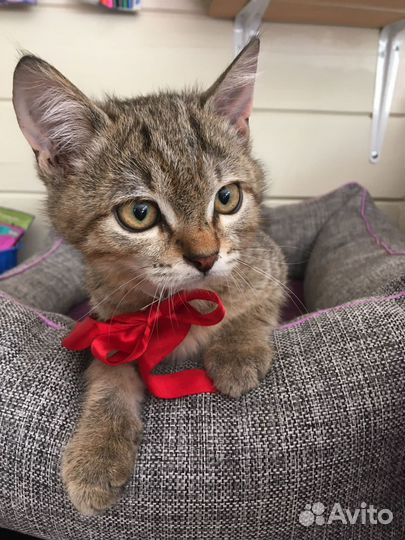 Котенок мальчик 3 мес