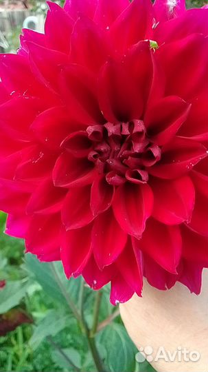 Георгины клубни