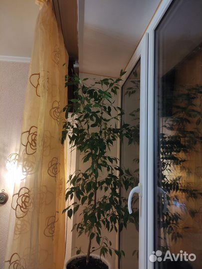 Фикус Бенджамина большой