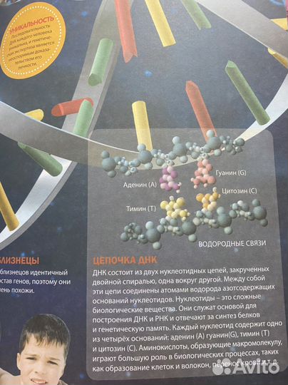 Тело человека.Анатомич и физиология