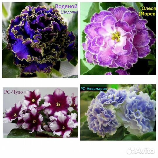 Фиалки кустики не лист