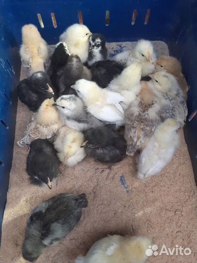 Цыпленок брама,мараны,декалб