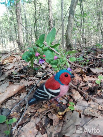 Войлочный зяблик