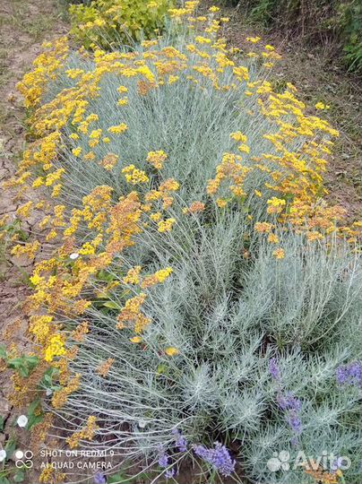 Саженцы Бессмертника Итальянского