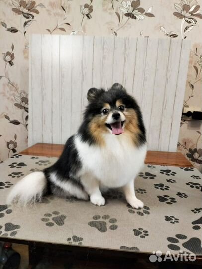 Стрижка, груминг собак и кошек