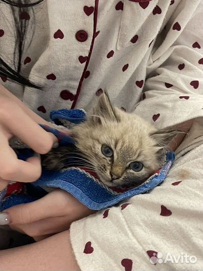 Котенок мальчик