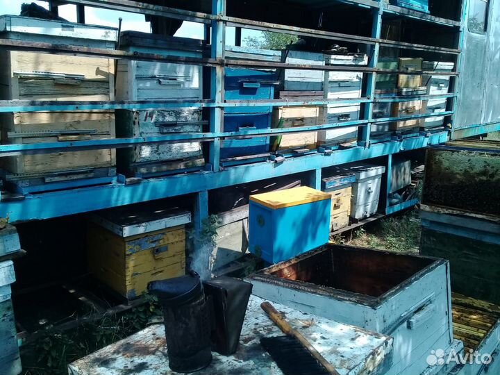 Мед натуральный (разнотравье) 2023 года