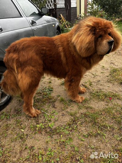 Тибетский мастиф вязка