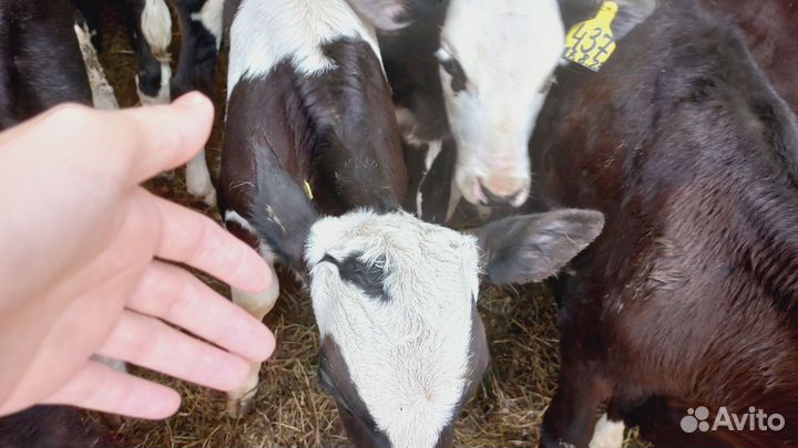 Бычки и телята