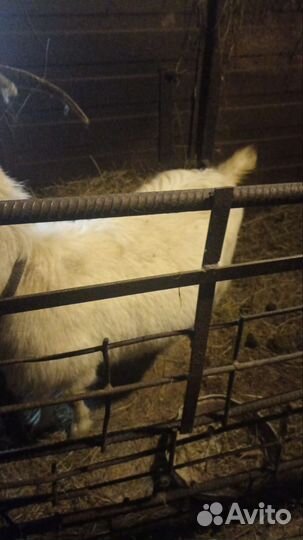 Коза дойная