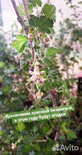 Цветы Саженцы плодовые ягодные