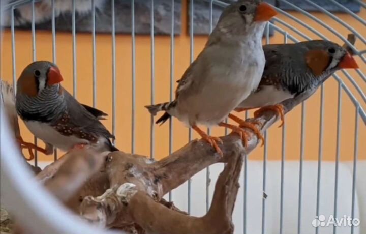 Передержка грызунов и птичек