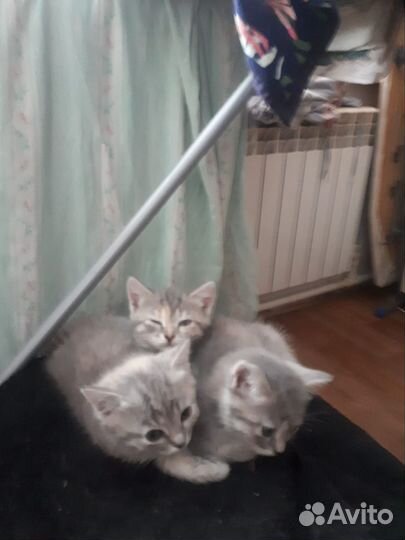 Шотландская