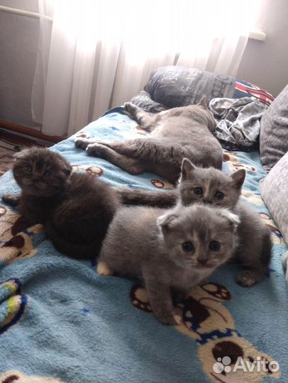 Готовятся к продаже 3 принцессы