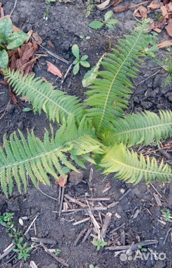 Папоротник