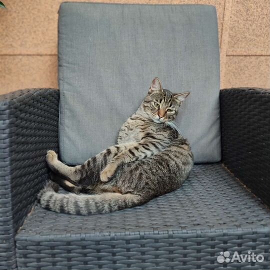 Зоогостиница для кошек, котят, котов (г. Ростов)