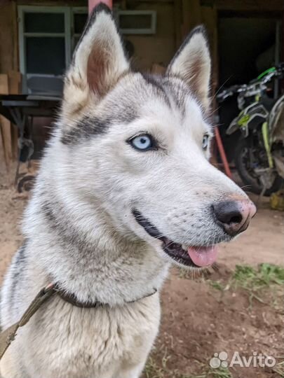 Сибирский хаски