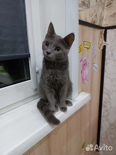 Кошка в дар бесплатно