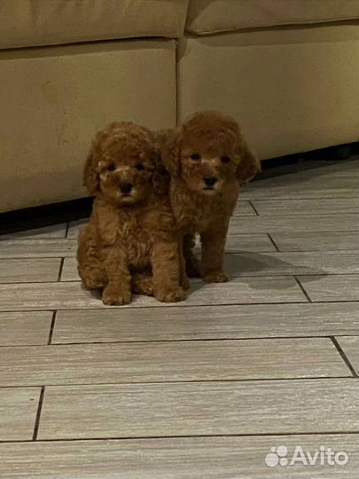 Той-пудель девочки