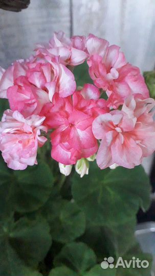 Пеларгония герань