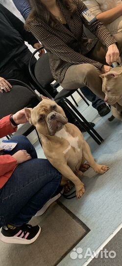 Американский булли вязка