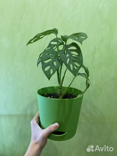 Монстера манки