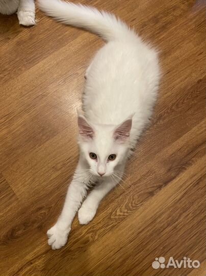 Котенок Мейн-куна