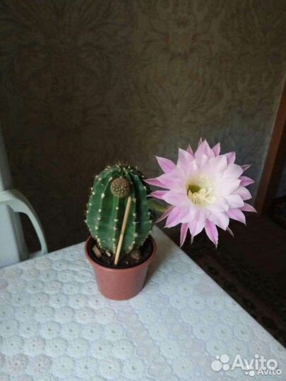 Кактус
