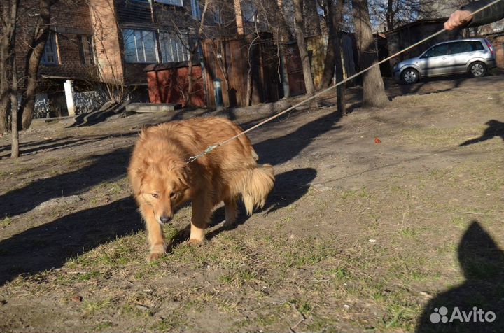 Отдам молодую шикарную стерильную собаку