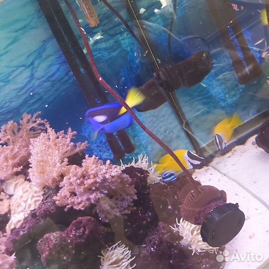 Продам морской аквариум с камнями и рыбками
