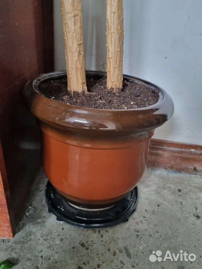 Кактус вместе с горшком