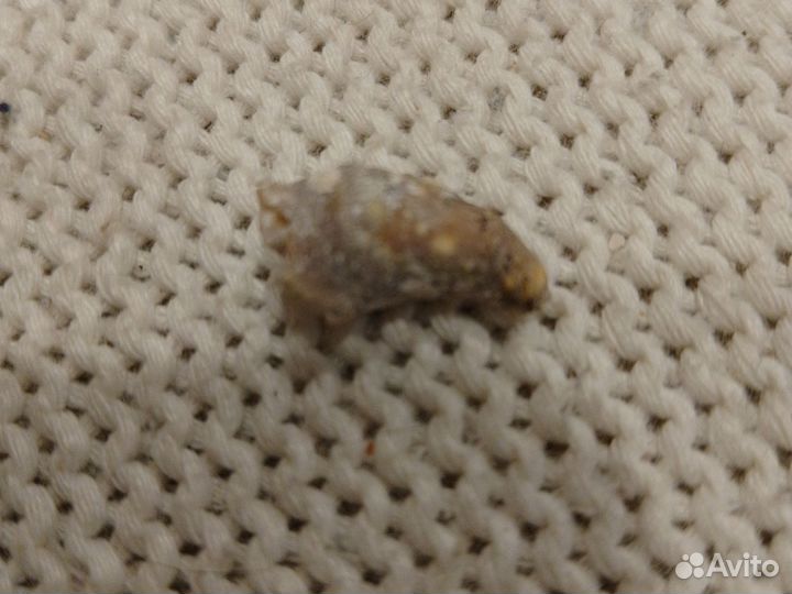 Окаменелости, зуб