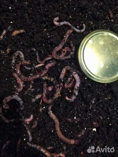 Черви дендробена