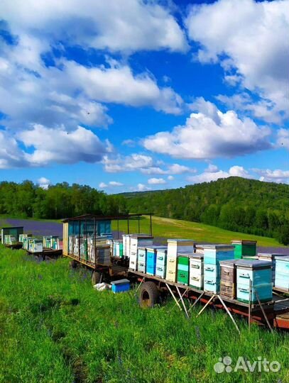 Продаю пчелосемьи