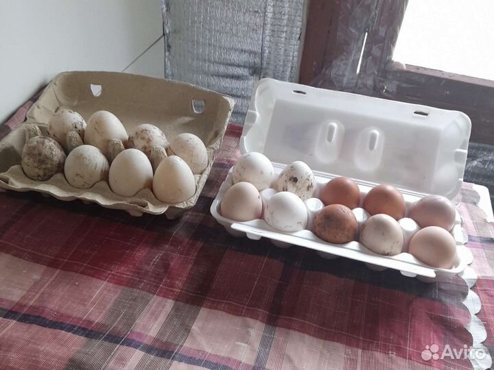 Яйца продаю куриные утиные яйца на инкубатор