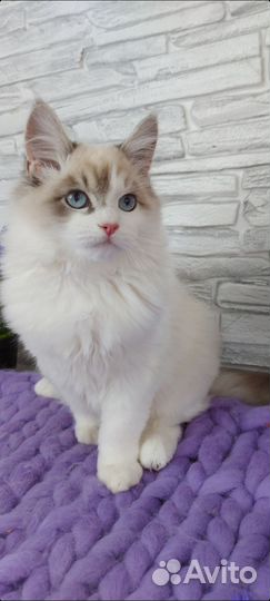 Котята рэгдолл ragdoll