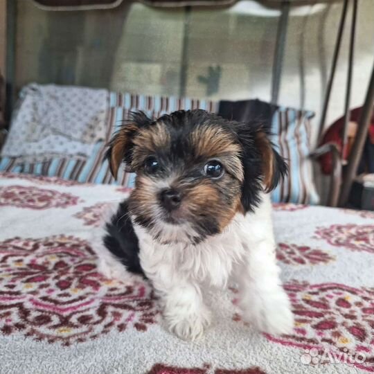 Йоркширский терьер бивер