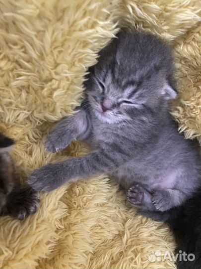 Отдам котят в добрые руки