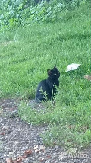 Котятки бесплатно