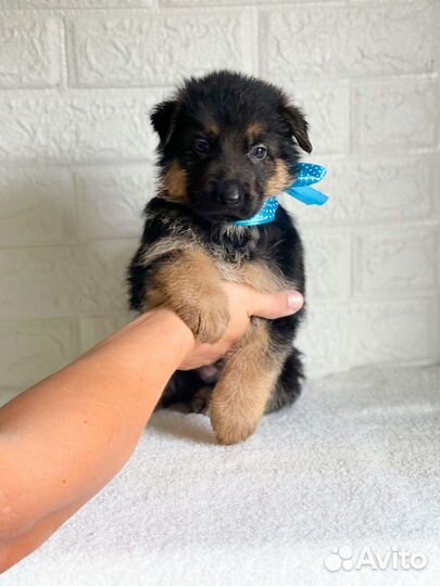 Щенки немецкой овчарки