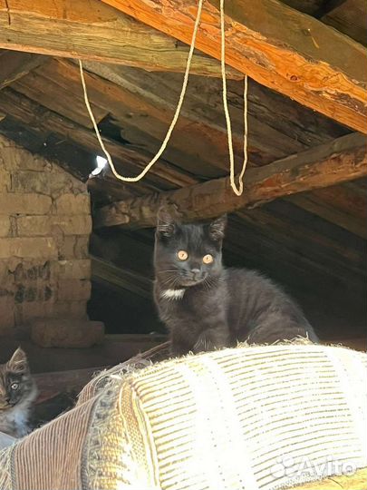 Кошки в добрые руки