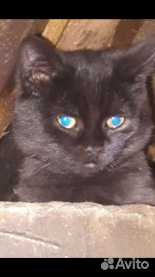 Кошки