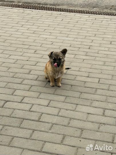 Собака в добрые руки щенки