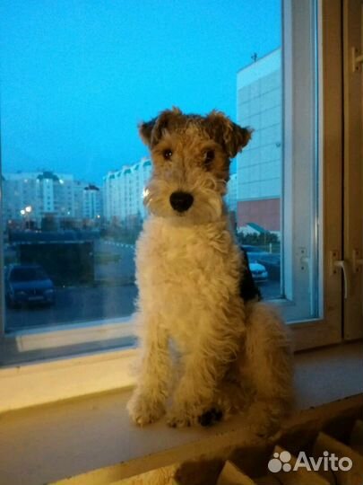 Жесткошерстный фокс ищет подругу